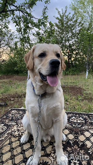 Кобель лабрадора вязка