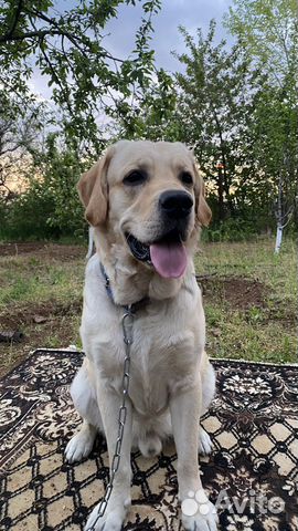 Кобель лабрадора вязка