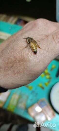 Плодные пчеломатки бакфаст