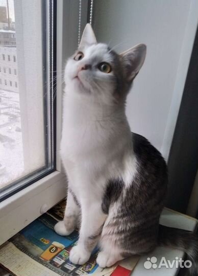 Кошечка и котик
