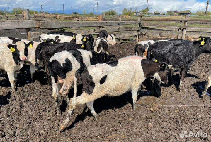 Бычки и телки