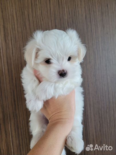 Мальтезе мальчики