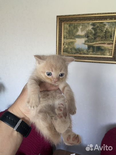 Персы экзоты