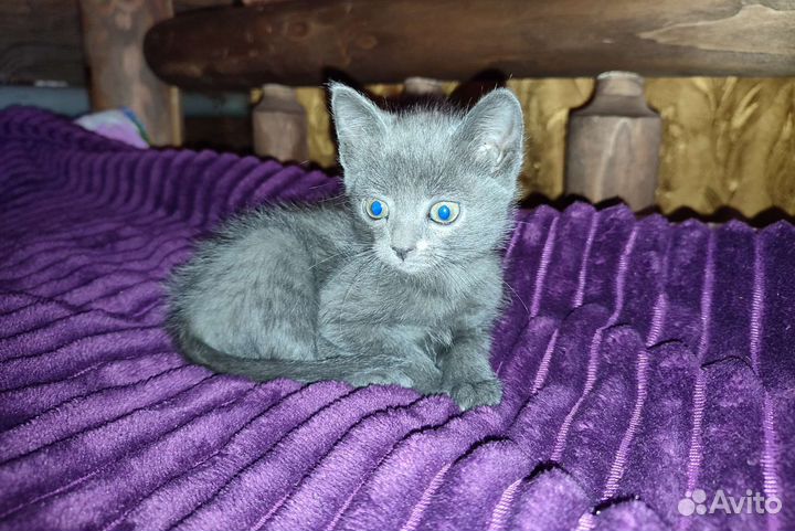 Отдам котенка в добрые руки