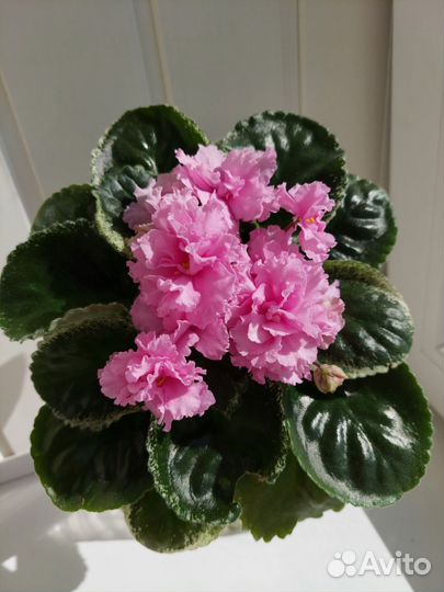 Наборы деток фиалок