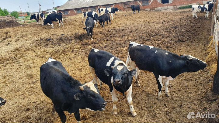 Бычки холмогоры помес абердинами