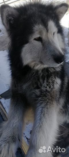 Отдам щенков в добрые руки. Мать и отец на фото