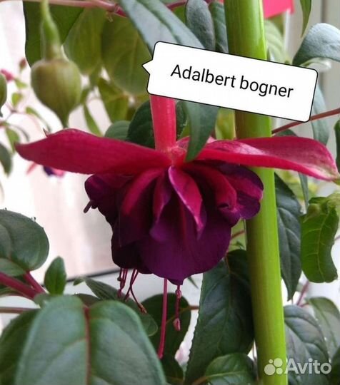 Фуксия (детки)