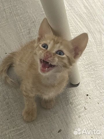 Котята/Рыженький кот 1,5 месяца, котёнок в дар