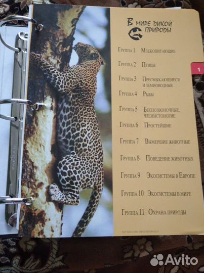 Карточки-энциклопедия