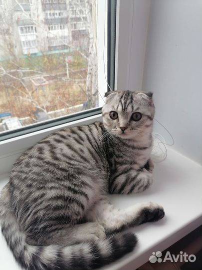Шотландский вислоухий кот