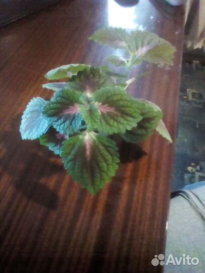 Комнатные растения цветы