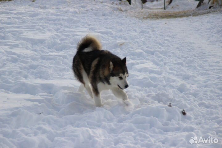 Аляскинский маламут щенки и подростки