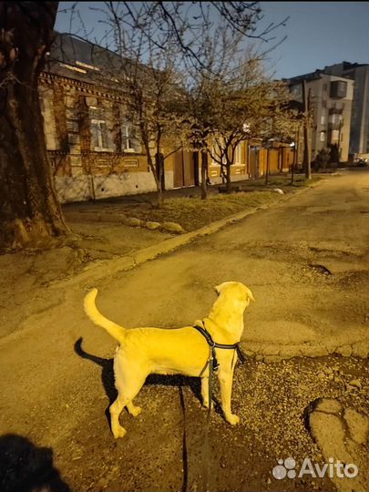 Кобель лабрадора вязка
