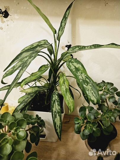 Комнатные цветы