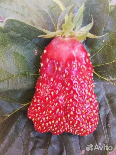 Рассада клубники Купчиха, Альфа, Хоней и т. д