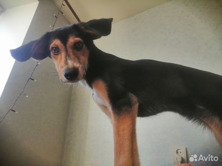 Отдам в добрые руки