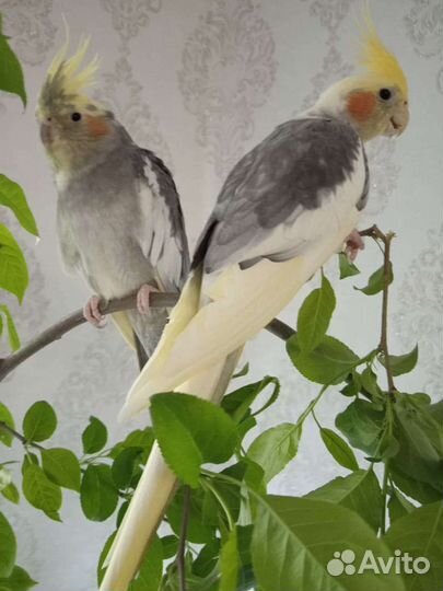 Попугай корелла девочка и мальчик