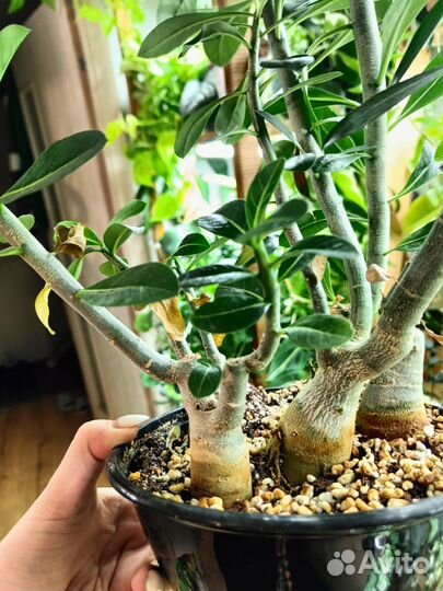 Адениум сеянцы