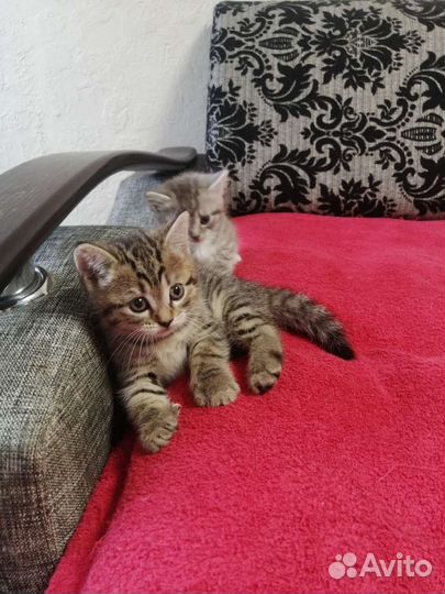 Шотландские котята