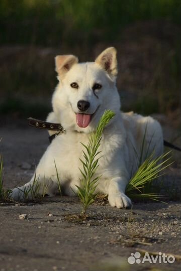 Собака в добрые руки
