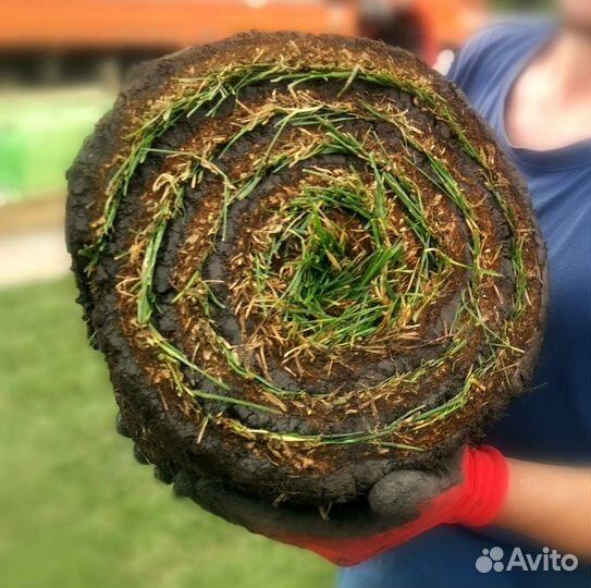 Газон дачный, от производителя в наличии