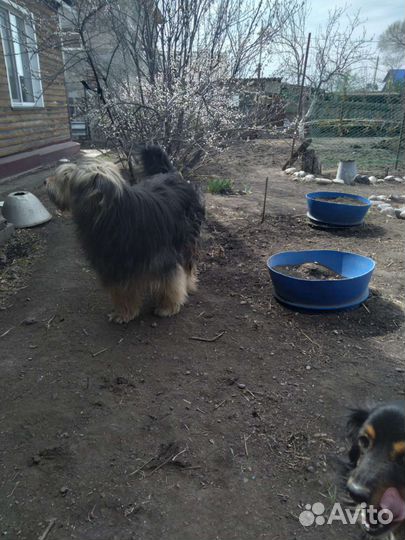 В добрые руки