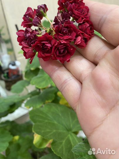 Пеларгония герань