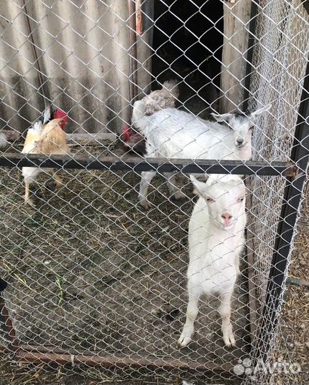 Козы козлята