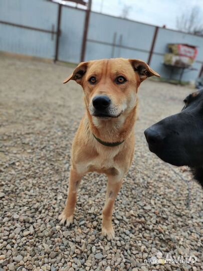 Кобель в добрые руки