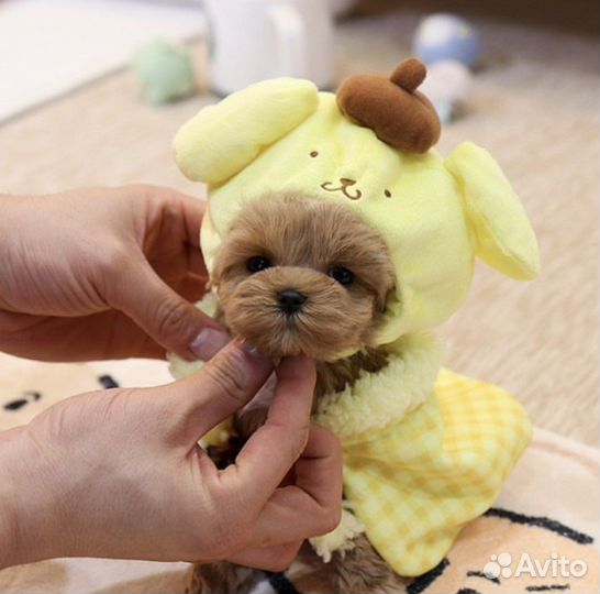 Мальтипу f1 мальчик и девочка