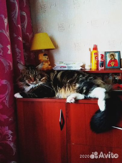 Котята породы мейнкун