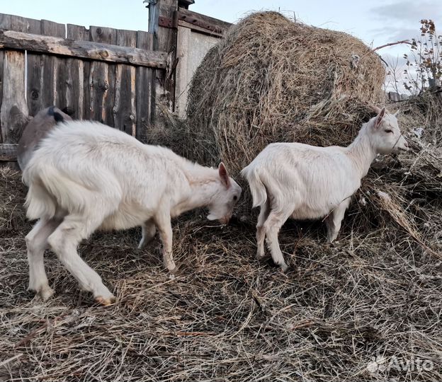 Козы и козлята продажа