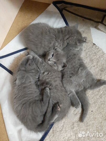 Кошки в добрые руки