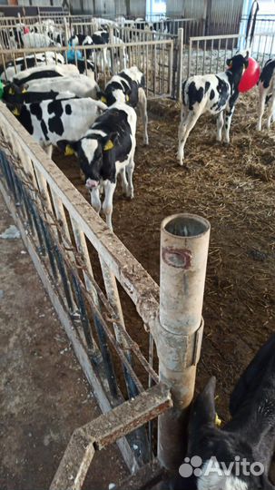 Телята бычки