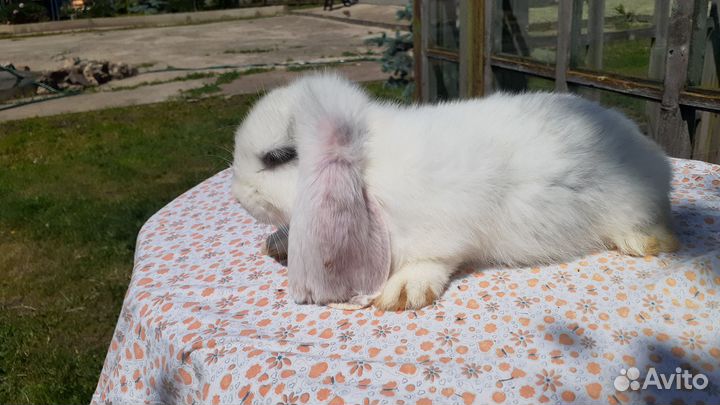 Французские бараны