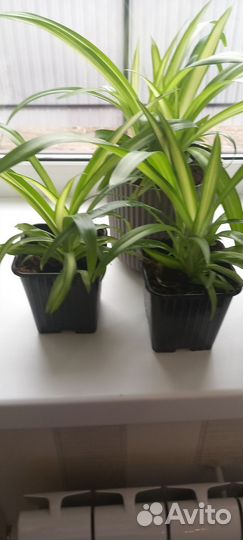 Хлорофитум Гавайский паук