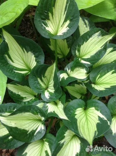 Хоста сортовая Вихрь