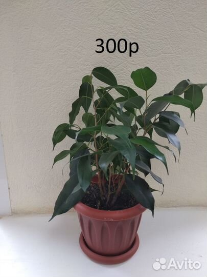Комнатные растения.Цветы. Фикус Бенджамина