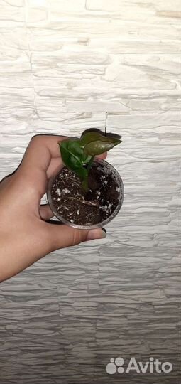 Сингониум Клубничный Лёд