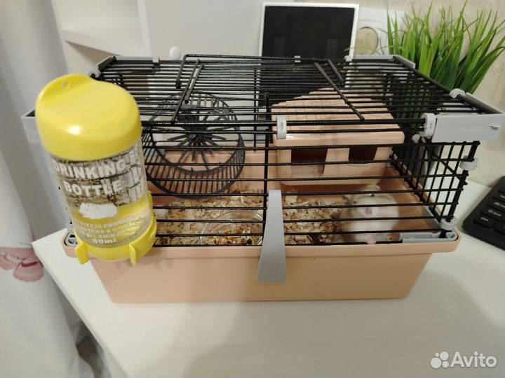 Джунгарский хомяк с клеткой