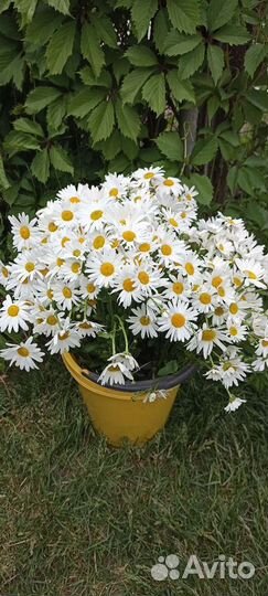 Ромашка садовая нивяник