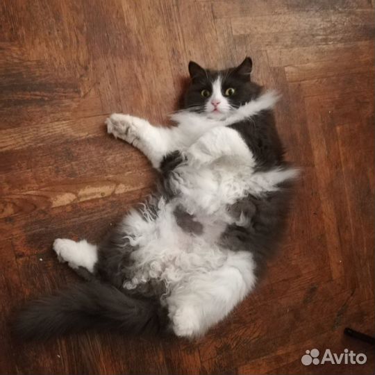 Кошка Маша ищет дом