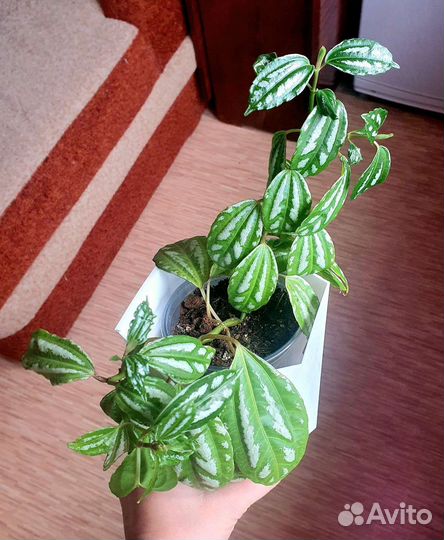 Домашние растения