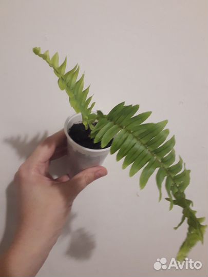 Папоротник комнатный
