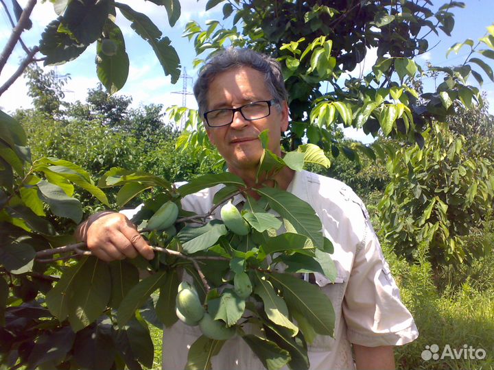 Продам саженцы Азимины Дэвис и Оверлис