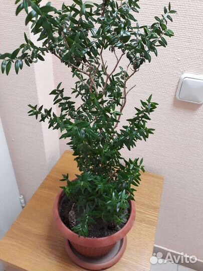 Комнатные растения