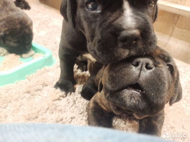 Щенки Кане Корсо