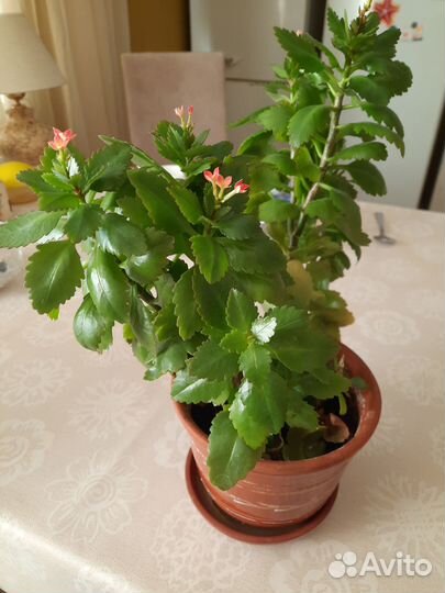 Домашние цветы цветущие