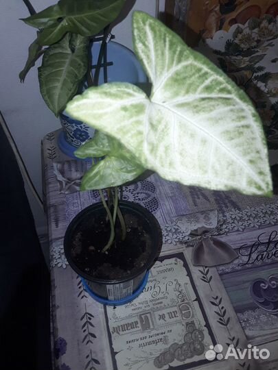 Сциндапсус вариегатный, сингониум